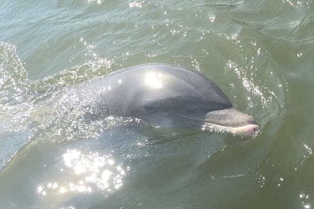 Wild Dolphin Tour