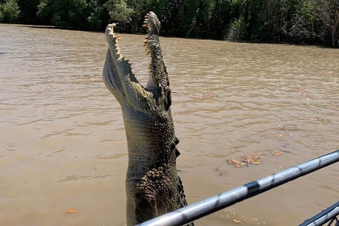 Best Darwin Crocodile Cruises & Wildlife Adventures