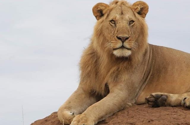 3 Days Masai Mara Flight Safari