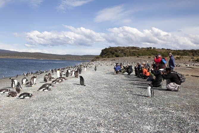 Unforgettable Martillo Island Penguin Watching in Ushuaia
