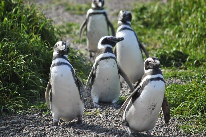 Punta Tombo Penguin Tour: Best Wildlife Experience