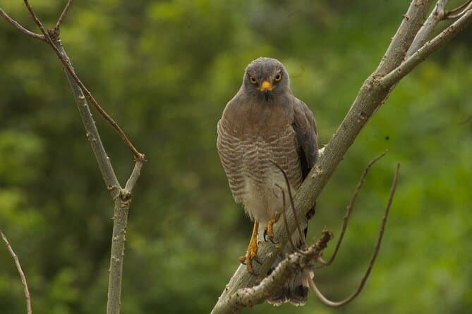 Best Birdwatching & Coffee Tours in Salento, Colombia