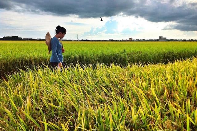 Sekinchan Nature & Coastal Tour: Paddy Fields, Beach & Fireflies