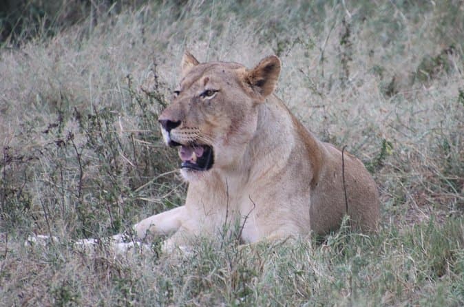 Compare Best Big 5 Safari Tours in Durban