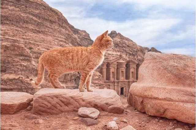 Half-Day Private Indiana Jones Petra Back Road Trial Tour