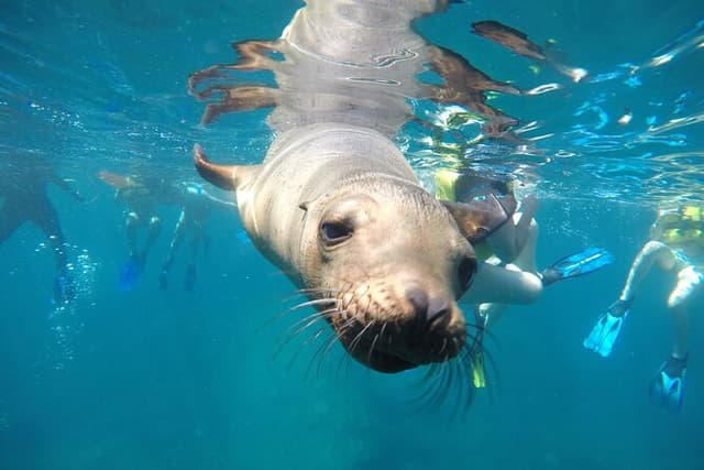 La Paz Whale Shark & Sea Lion Snorkeling + Balandra Tour