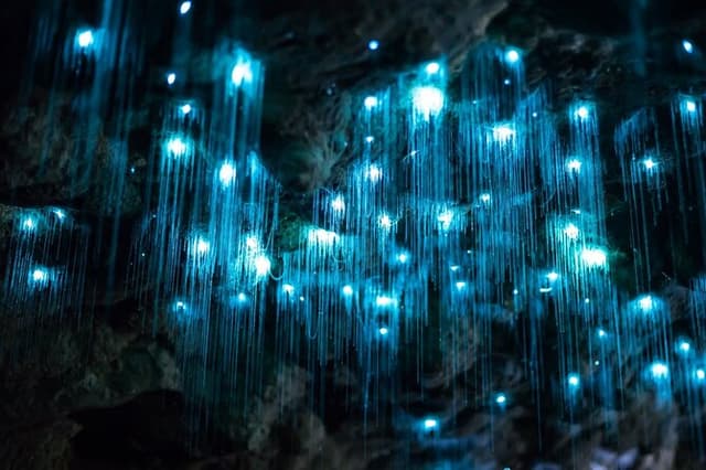 Brisbane: Daytime Scenic Rim Glow Worm Tour + Hop on Hop off Bus