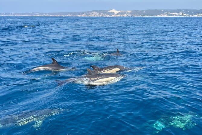 Best Dolphin Watching Experiences in Sesimbra, Setubal