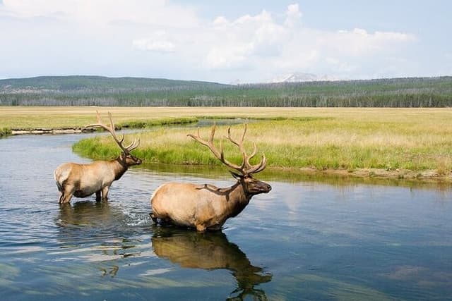 Yellowstone Wildlife Safari in Lamar Valley from Bozeman