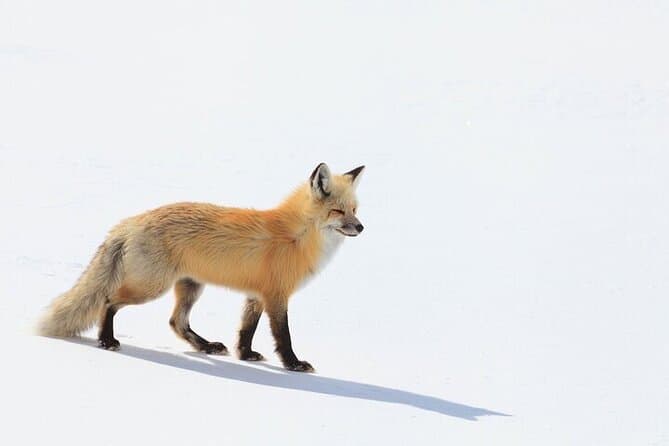 Yellowstone Winter Wildlife Safari - Gardiner