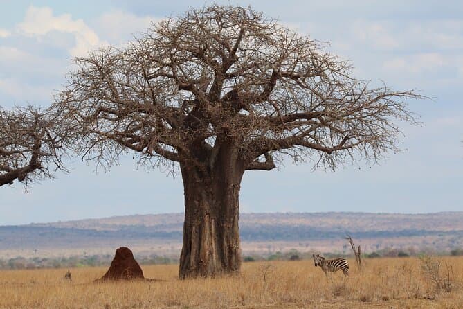 Best Tarangire Safari Day Tour: Moshi Wildlife Adventure