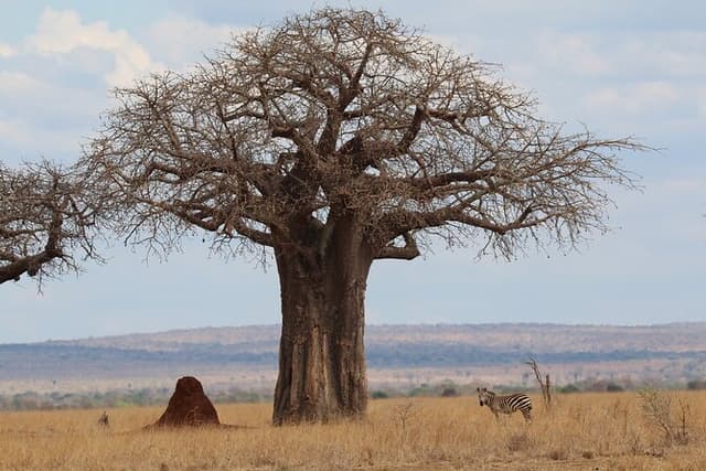 Private Day Trip to Tarangire National Park