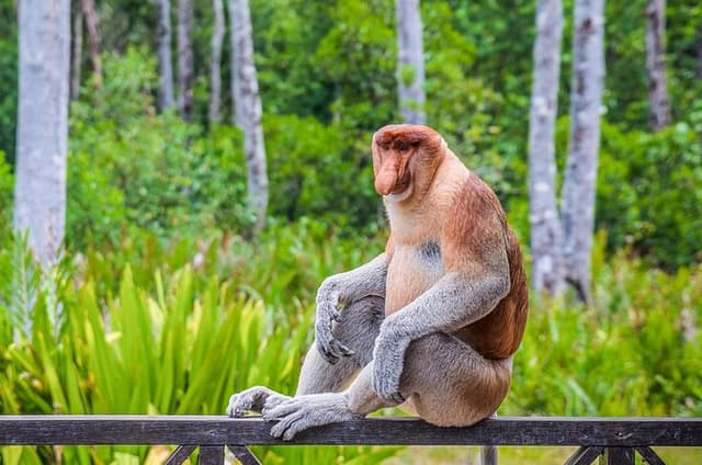 Sepilok Orang Utan, Labuk Bay Proboscis Monkey and Sun Bear Tour