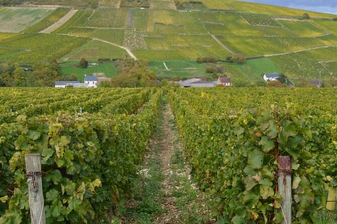 Premium Sancerre Wine Tasting & Loire Valley Tours
