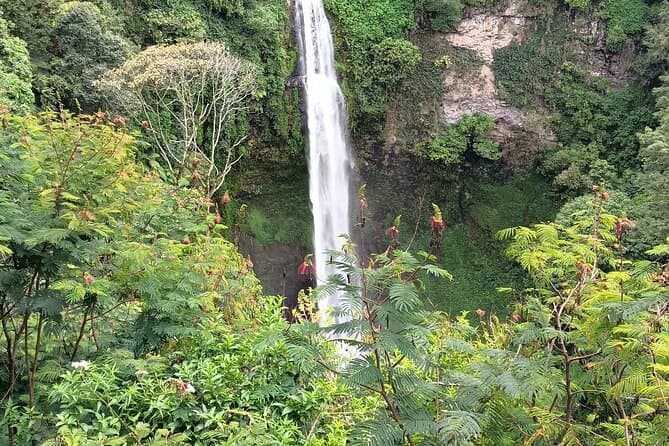 Explore the Best Bogor Botanical Garden Tours near Jakarta