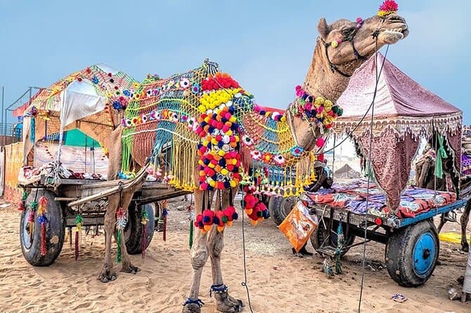 Best Pushkar Day Trip from Jaipur: Sacred Tours & Culture