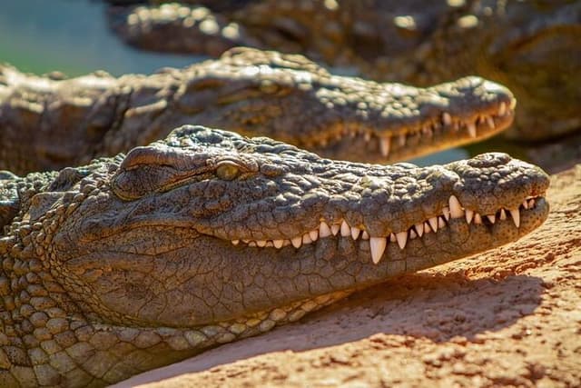 Agadir Crocoparc tickets & optional goats climbing trees.