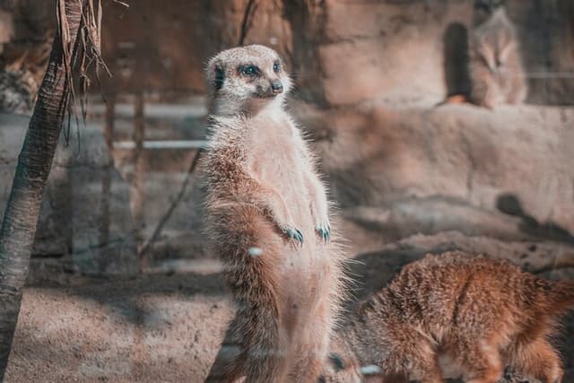 Taipei Zoo and Maokong Gondola tour