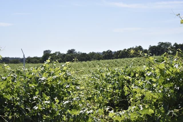 Lodi wine tasting tours Customized private Wine Tour