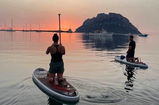 Best Dolphin Watching Tours: Golfo Aranci & Cagliari