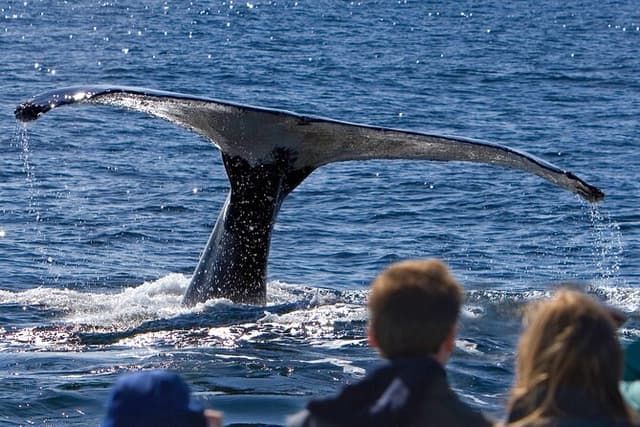 Ultimate Whale Watch and Tracy's Crab Shack Meal