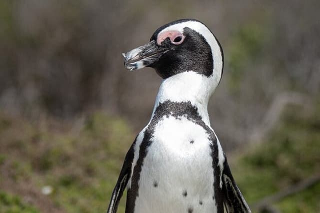 Cape Peninsula & Penguins Private Day Tour, Entrances Included.