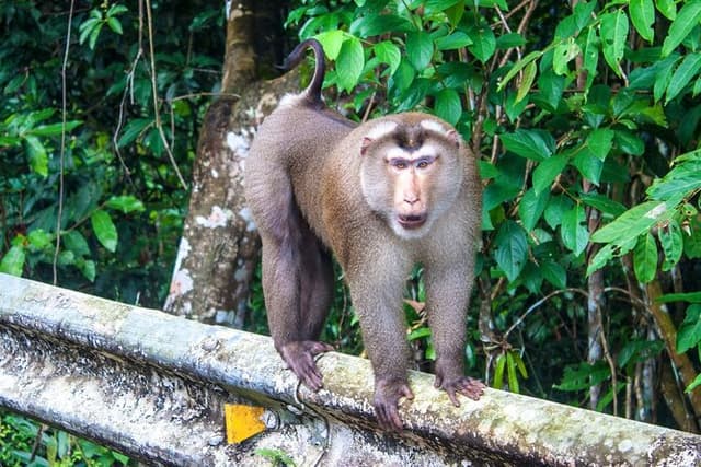 Khao Yai National Park Full-Day From Bangkok - Including Ticket
