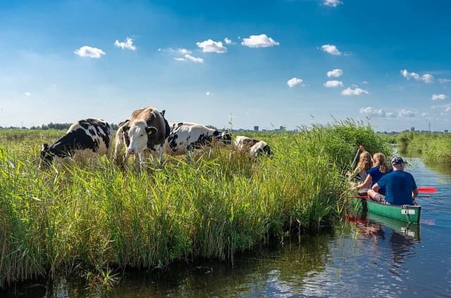 Guided Canoe Adventure with Picnic Lunch in Waterland from Amsterdam