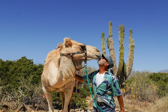 Magical Todos Santos Tour, Camel Ranch, Lunch and Tequila