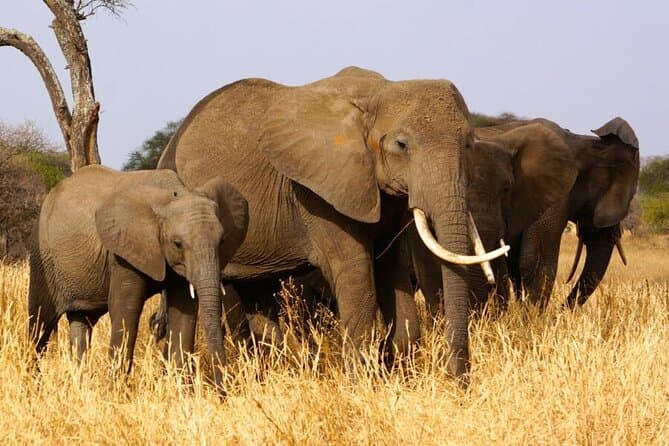 Best Moshi-Based Safari Tours & Packages