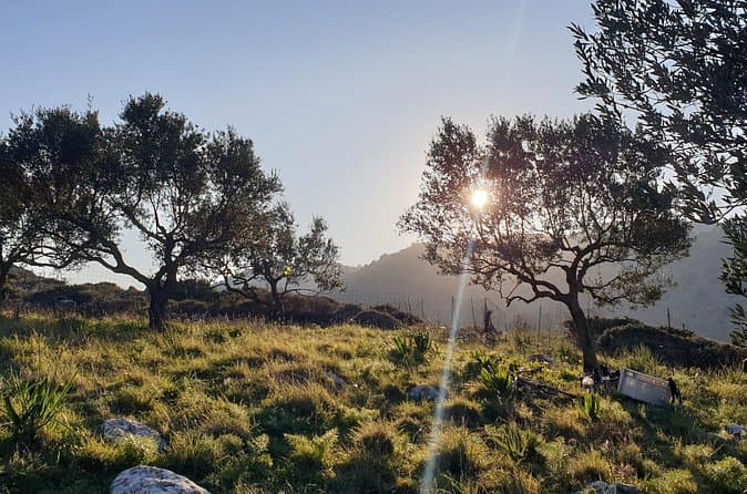 Top Olive Oil Tours & Tastings in Chania