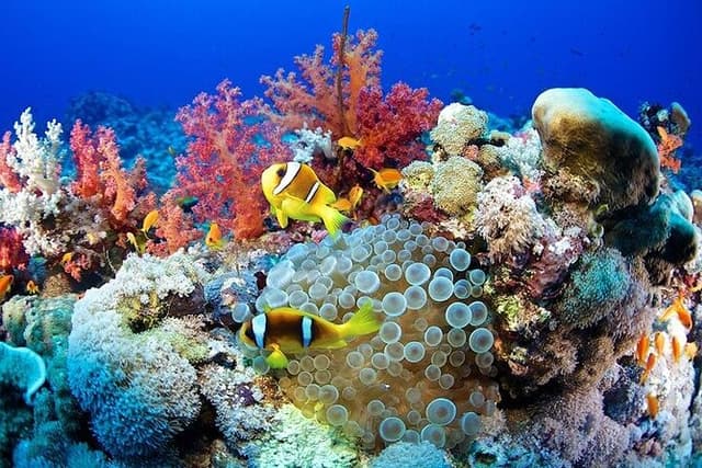 Full Day Snorkeling Tour in Marsa Alam