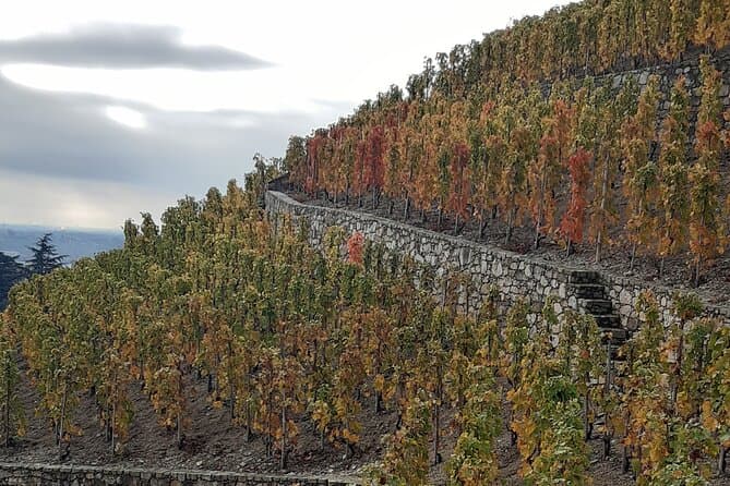 Luxury Northern Rhône Wine Tasting Tours from Lyon