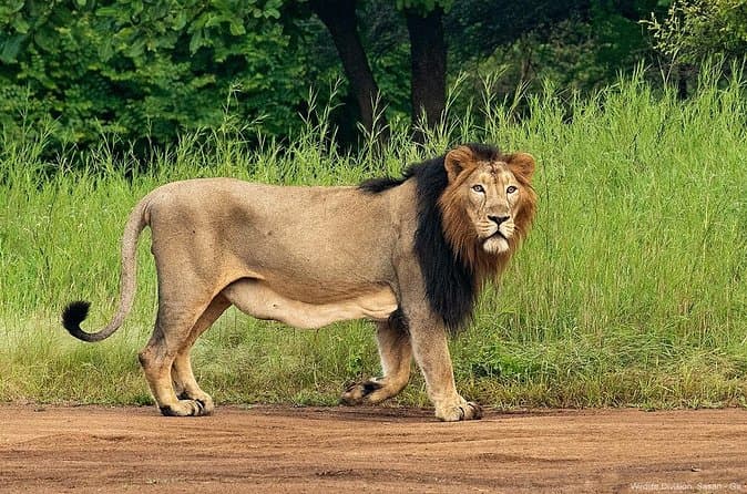 Sasan Gir Lion Safari Tours