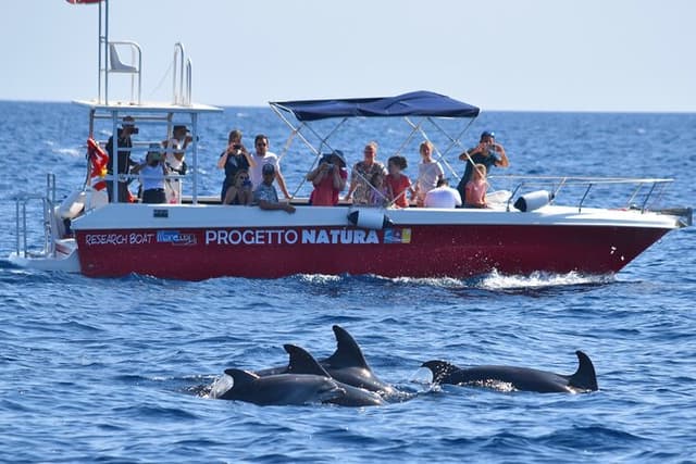 Alghero - Dolphin Watching and Guided Snorkeling (summer tour)
