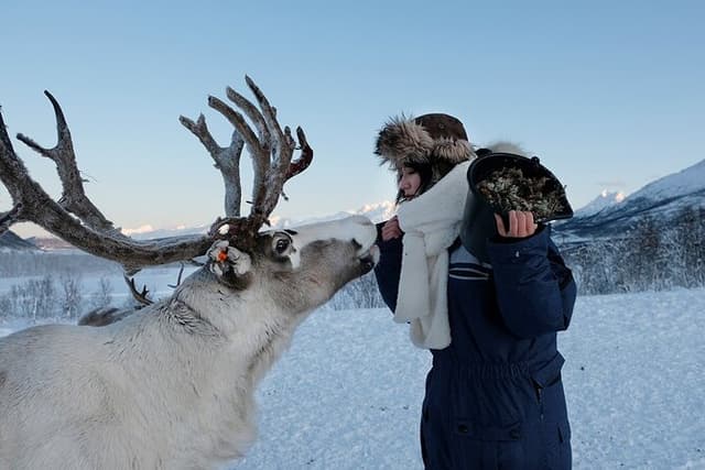 Tromso Reindeer Feeding and Saami Culture Experience