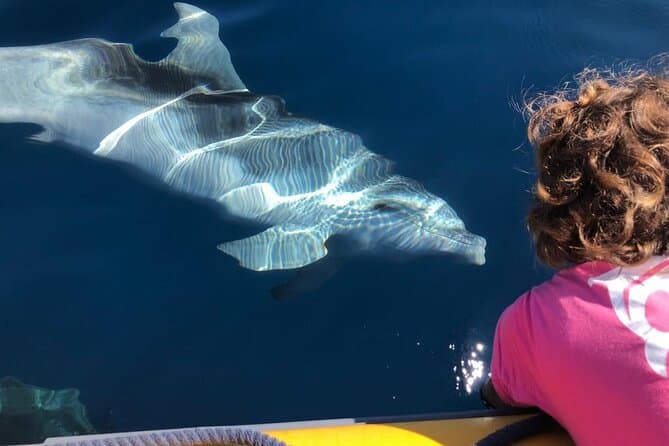 Unforgettable Olbia Dolphin Watching Adventures