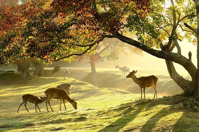 From Kyoto: Nara & Kyoto World Heritage 1-Day Bus Tour