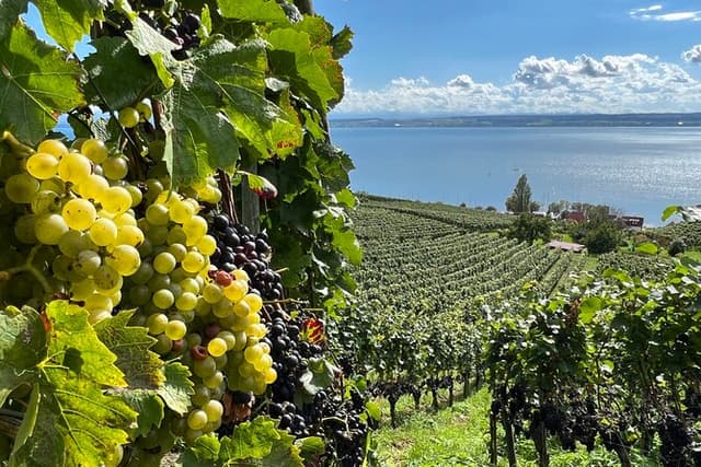 Lake Constance wine tour > day tour > wine tasting at 3 winemakers