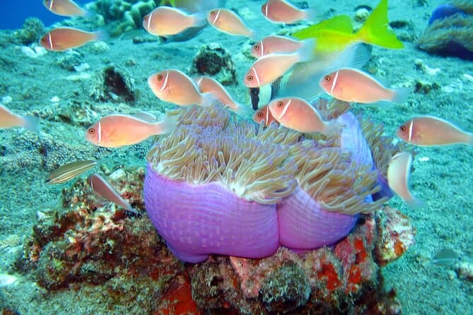 Best Koh Tao & Koh Nang Yuan Snorkeling Adventure