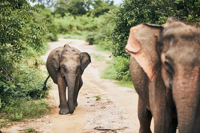 Pick up Hambantota Cruise Ship: Udawalawe National Park Safari