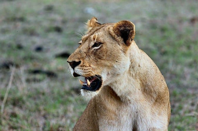 Compare Top Great Migration Safaris from Nairobi