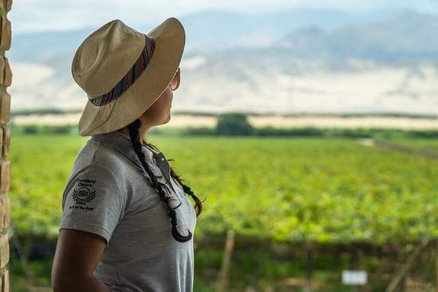 Wine and Pisco Experience from Ica or Huacachina