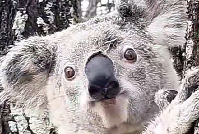 Brisbane Highlights includes Lone Pine Entry