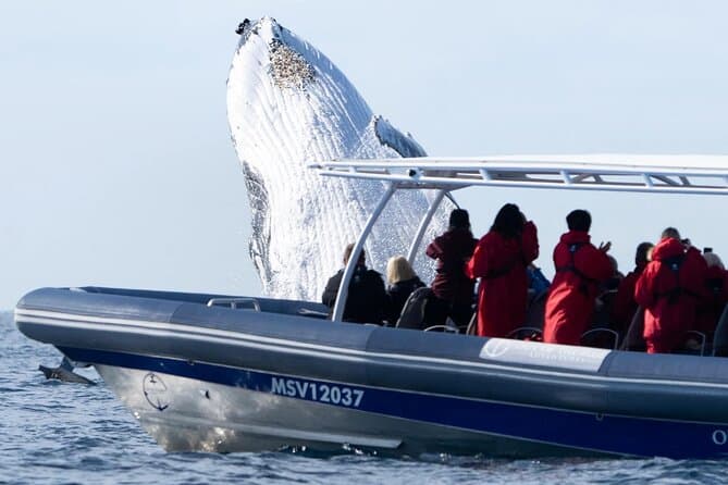 Unforgettable Whale Watching Tours in Byron Bay