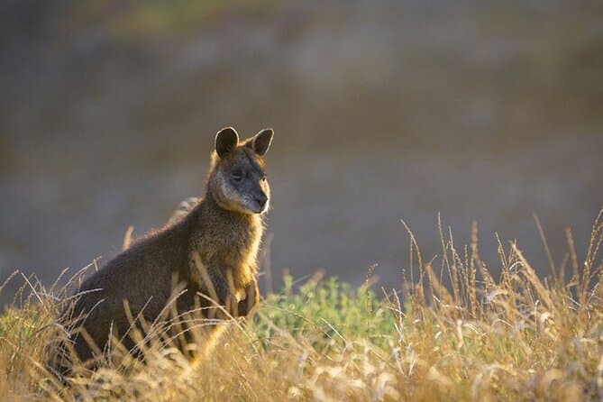Best Phillip Island Tours from Melbourne: Wildlife & Views