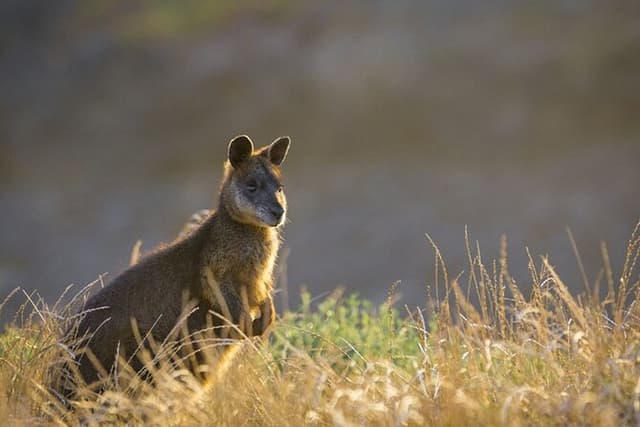 Phillip Island Small-Group Penguins & Wine Tour from Melbourne