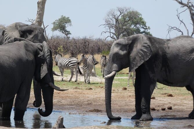Moremi Game Reserve Safari