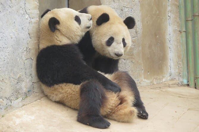 Xi'an Giant Panda Tour