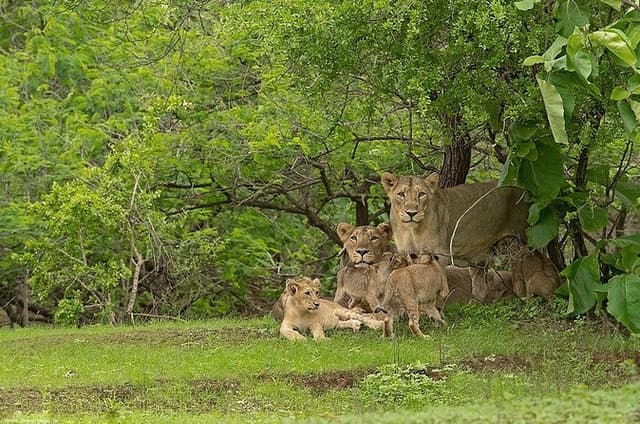 Sasan Gir Skip-the-Line Weekend Tour Package for 1 Night / 2 Days